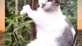 What happen cat???