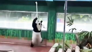 spinning panda