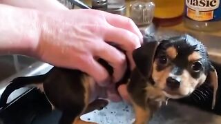 Baby Dogs   Cute and Funny Dog Videos attracting moments