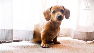 Cute puppy - Cute Dog and  Cute Animals Video _Pet's world