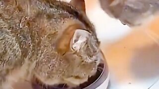 Love cats 3