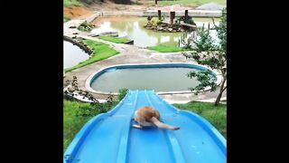 50 Minutes of Baby Dogs - Cute and Funny Dog Videos Compilation _ Animals 365