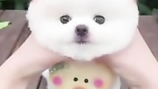 Top Funny Cute Dog Videos