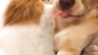 Funny Dog and Cats Videos - Cute Puppy