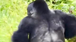 Just look bro