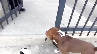 Funnydogs 28