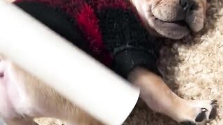 Funnydogs 29