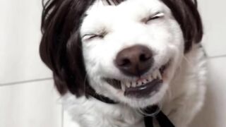 Funnydogs 30
