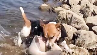 Funnydogs 31