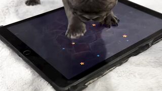 Funnydogs 32