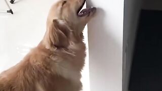 Funnydogs 33