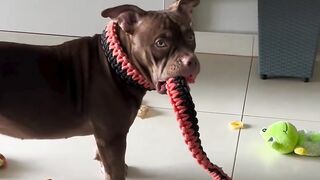 Funnydogs 34