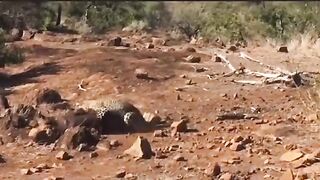 JERITAN BABI HUTAN SAAT DI MANGSA HEWAN LEOPARD