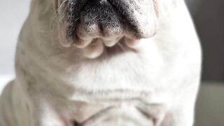 Funnydogs 36