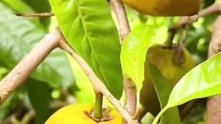 Fruit fun 3