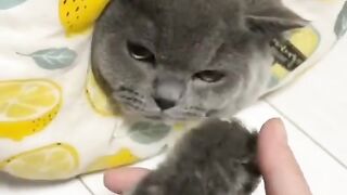 funny video of a cat with its kittens