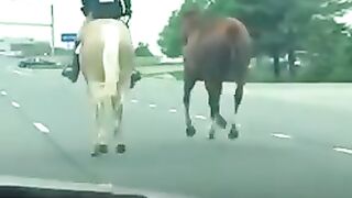 16-year-old girl chases horse on highway