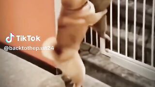 Very funny video???????? 2