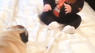 Funny video dog&kids????????????