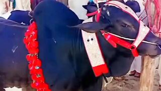 Pets and animals 2