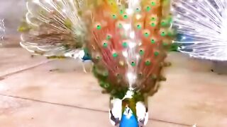 Peacocks lovers ????#febspot #funny