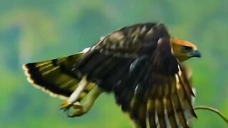 Eagle Attack ????#febspot #funny