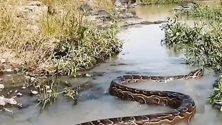 Anaconda ????#febspot #funny