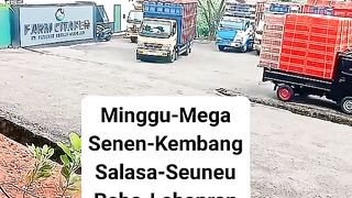 ayam broiler || kata kata lucu 245