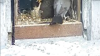 Birds fight 3