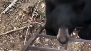 Bear attack on girl