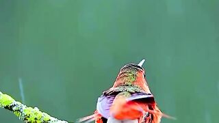 Wildlife Animals birds