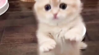 Cat lover 6