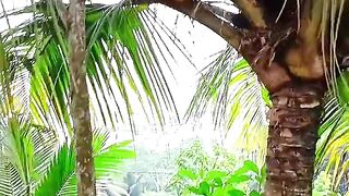 Magic coconut containing keris
