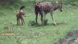 ANJING BERBURU RUSA DI HUTAN LIAR