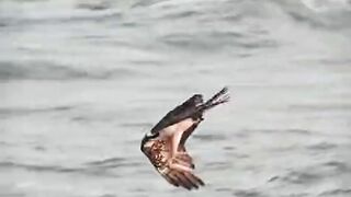 Bird catching fish