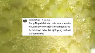 Kenapa pada saat MENETAS jumlahnya RIBUAN tapi lama-lama tinggal sedikit larva lele nya❓