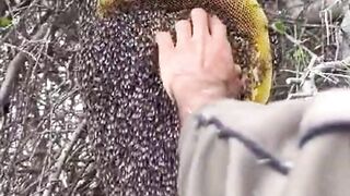 Honey harvest