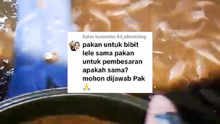 Apakah pakan pelet untuk BIBIT LELE sama dengan pakan pelet untuk ikan lele BESAR❓