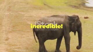 Elephant Facts That Will Stomp Your Mind!