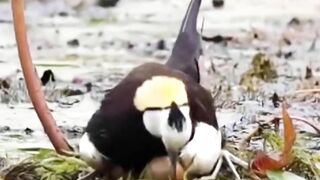 Water Bird hatching eggs