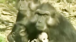 Drôle d'animaux 5