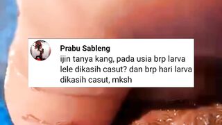Pada umur berapa hari LARVA LELE diberi pakan CACING SUTERA Dan berapa lama waktunya❓