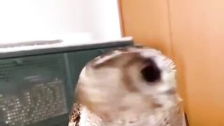 Owl baby playing
