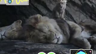 Tooniverse (Prophecy of Lionking)
