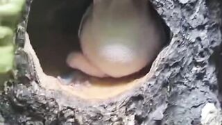 Frog and man love