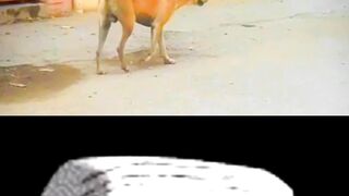 #febspot harami kutta