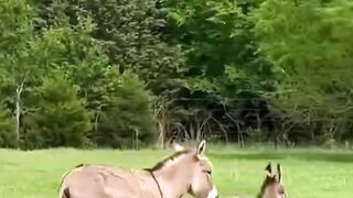 Small Horses running