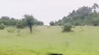 Jackal is catching Bird