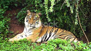 Harimau 3