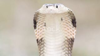 King cobra 3